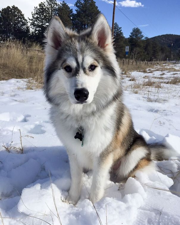 What If We Mix Siberian Huskies With Other Breeds? What If We Mix Siberian Huskies With Other Breeds?
