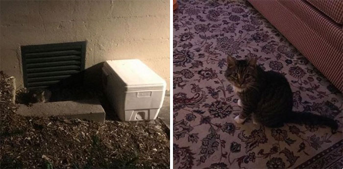 Moochie Lived Outside Where I Work For At Least 2 Years. She Was Noticeably Sick And I Couldn’t Leave Her There Any Longer