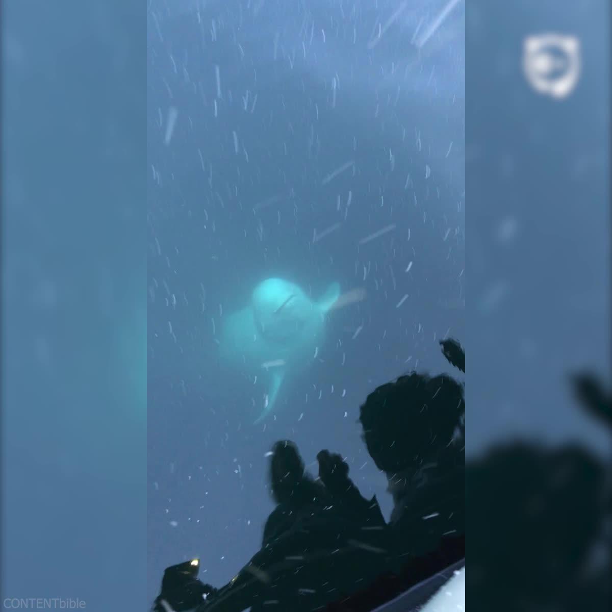 Friendly Beluga Returns Phone Woman Accidentally Dropped Into Ocean