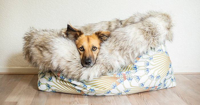 I Designed A ‘Fortress’ For My Dog Adopted From A Kill Shelter That Helps Dealing With Her Anxiety