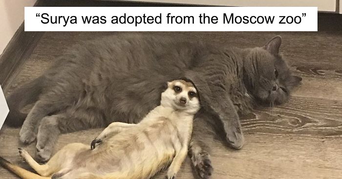 A Meerkat And A Cat Became BFFs On Day One, And Together They Conquered The Hearts Of People On Instagram