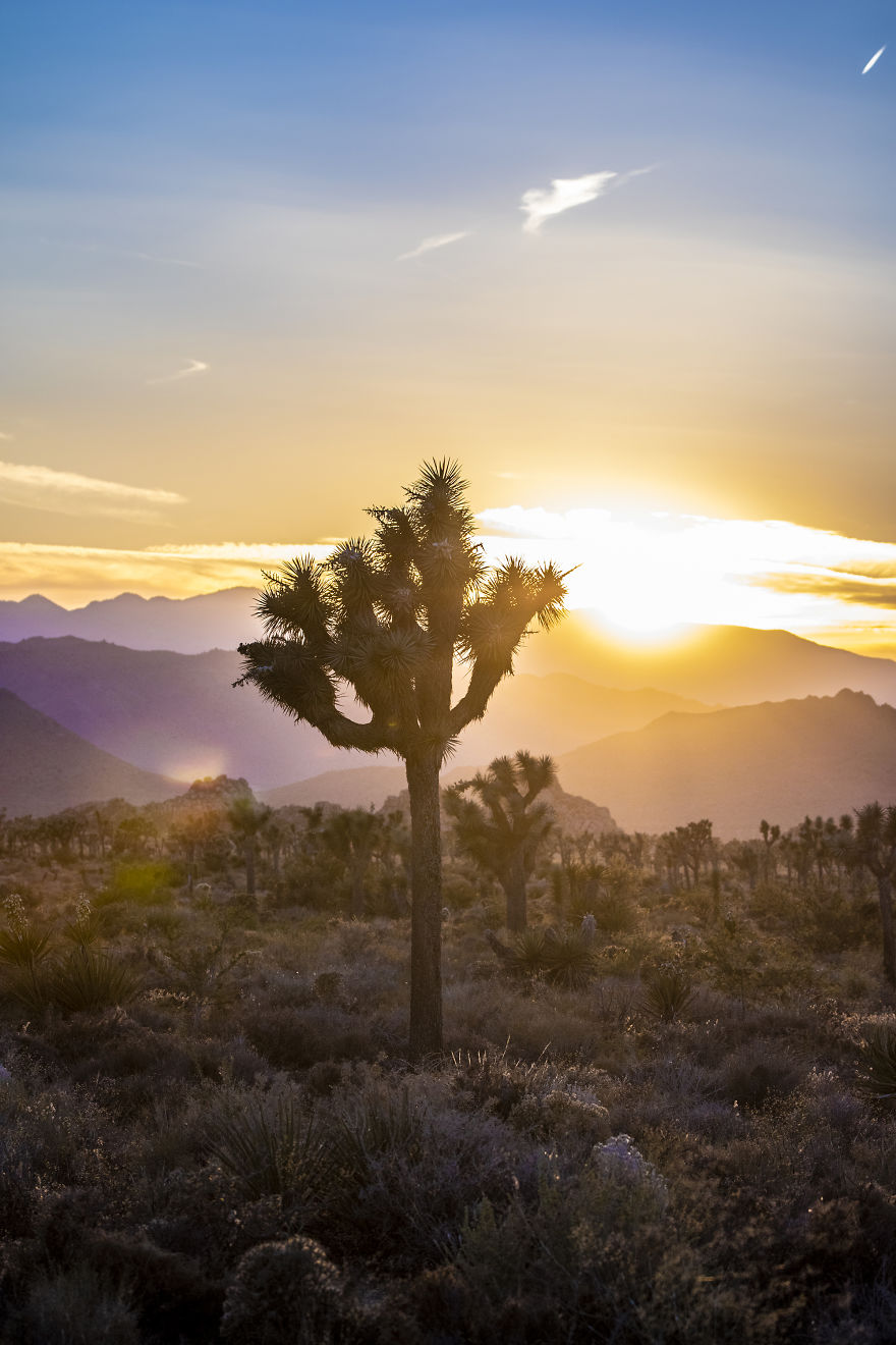 A Joshua Tree At Sunset