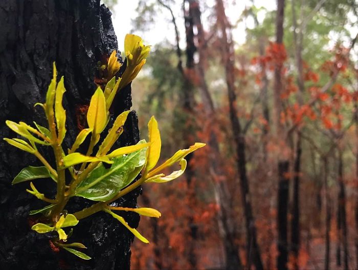 Australia-Forests-After-Wildfires-Photo