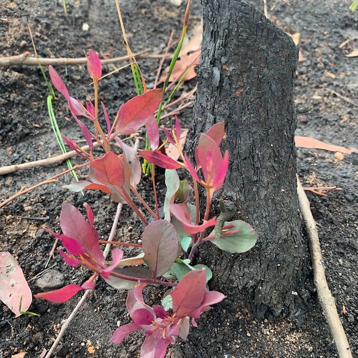 Australia-Forests-After-Wildfires-Photo