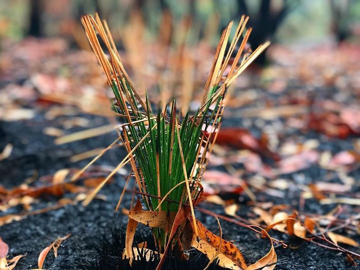 Australia-Forests-After-Wildfires-Photo