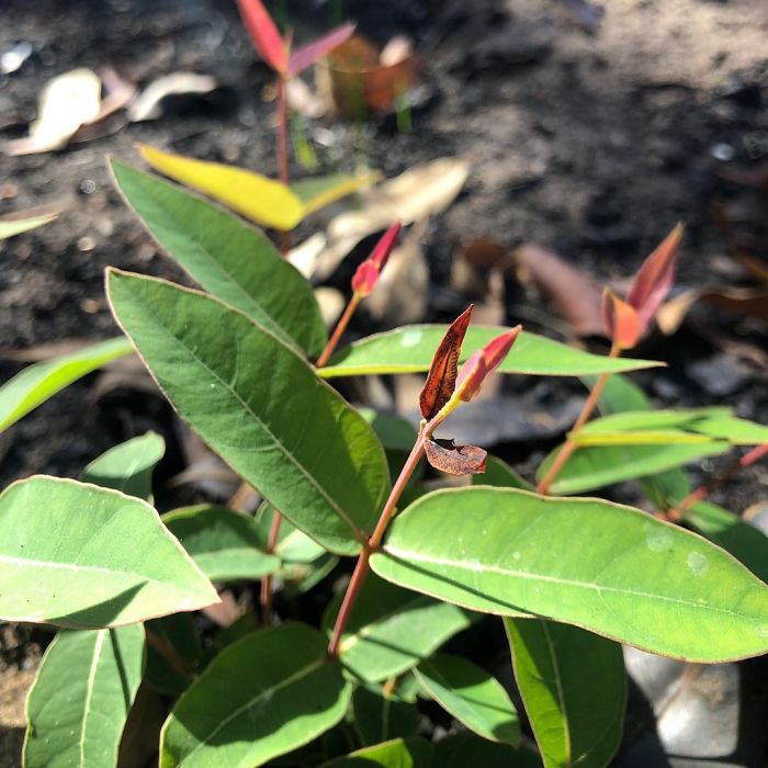 Australia-Forests-After-Wildfires-Photo