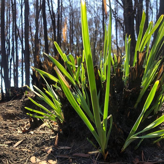 Australia-Forests-After-Wildfires-Photo
