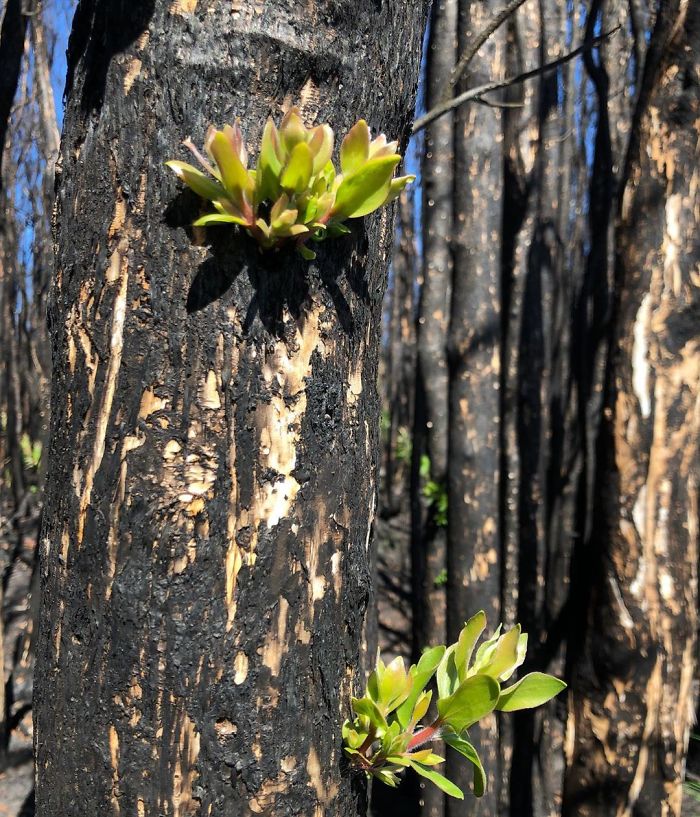Australia-Forests-After-Wildfires-Photo