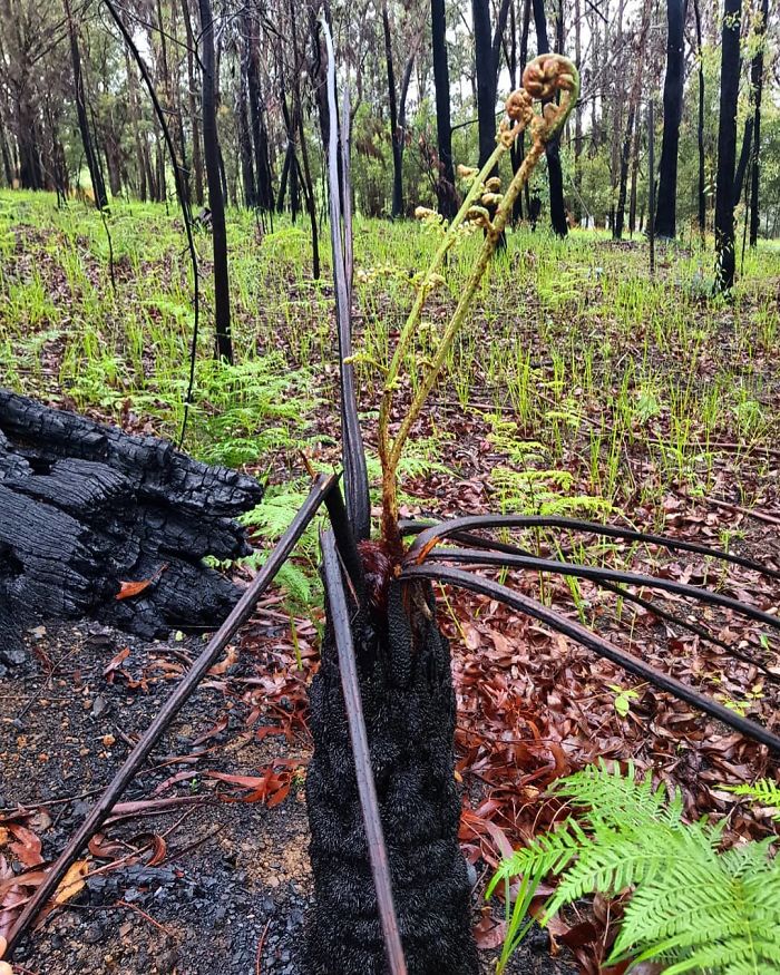 Australia-Forests-After-Wildfires-Photo