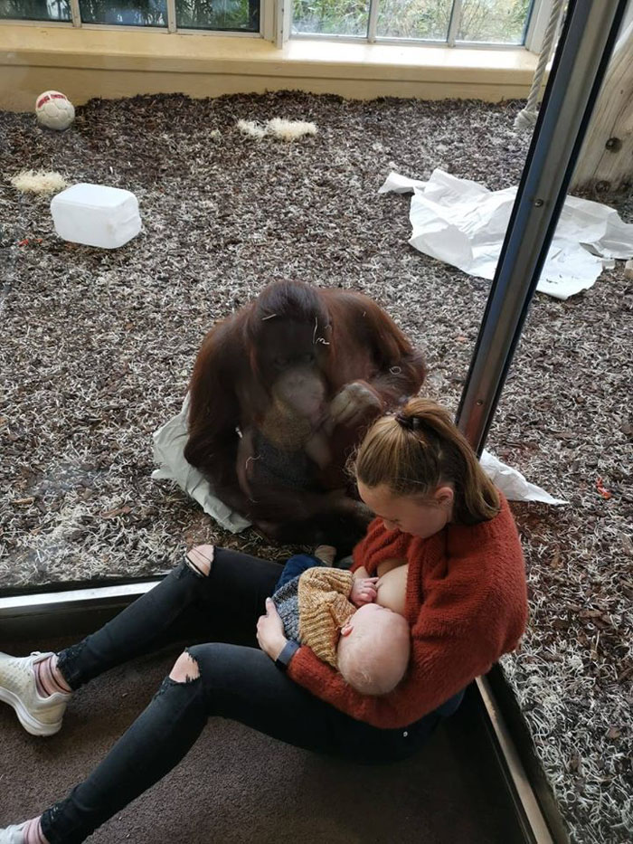 Breastfeeding Mom's Emotional Encounter With Orangutan At The Oldest Zoo In The World Goes Viral