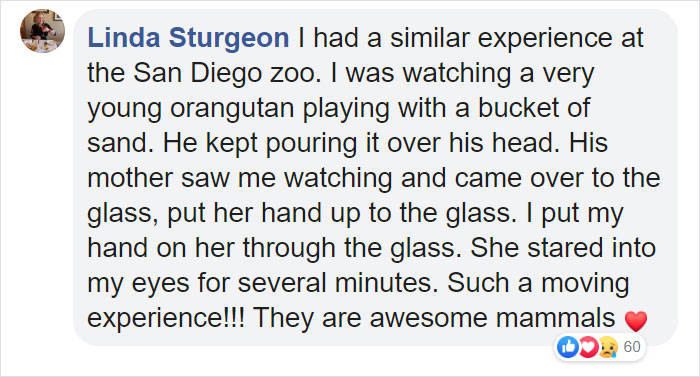 Breastfeeding Mom's Emotional Encounter With Orangutan At The Oldest Zoo In The World Goes Viral Breastfeeding Mom's Emotional Encounter With Orangutan At The Oldest Zoo In The World Goes Viral