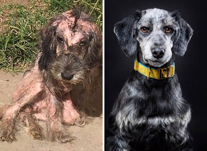 Guy Shares 28 Incredible Before & After Rescue Dog Transformations, Shows What Love Can Do