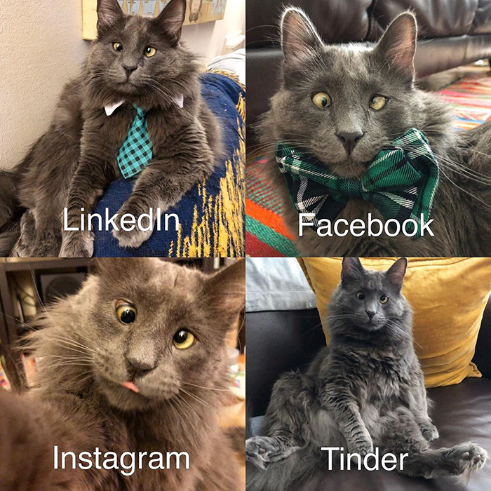 Meet Belarus, An Adorable Cross-Eyed Kitten That's Stealing Everyone's Hearts Meet Belarus, An Adorable Cross-Eyed Kitten That's Stealing Everyone's Hearts