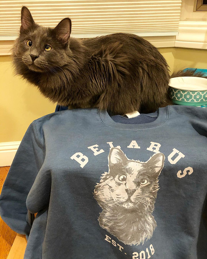 Meet Belarus, An Adorable Cross-Eyed Kitten That's Stealing Everyone's Hearts Meet Belarus, An Adorable Cross-Eyed Kitten That's Stealing Everyone's Hearts