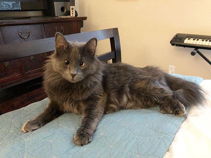 Meet Belarus, An Adorable Cross-Eyed Kitten That's Stealing Everyone's Hearts Meet Belarus, An Adorable Cross-Eyed Kitten That's Stealing Everyone's Hearts