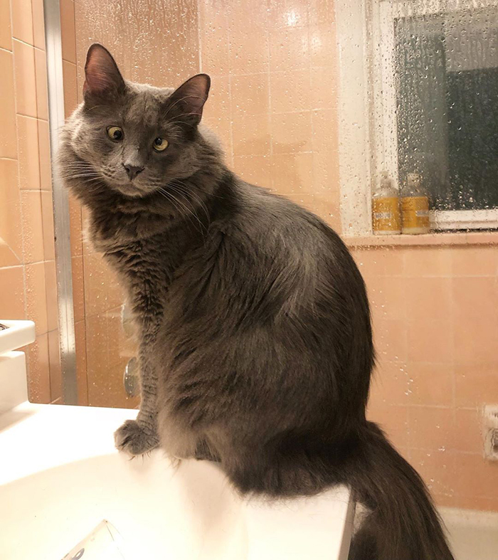 Meet Belarus, An Adorable Cross-Eyed Kitten That's Stealing Everyone's Hearts Meet Belarus, An Adorable Cross-Eyed Kitten That's Stealing Everyone's Hearts