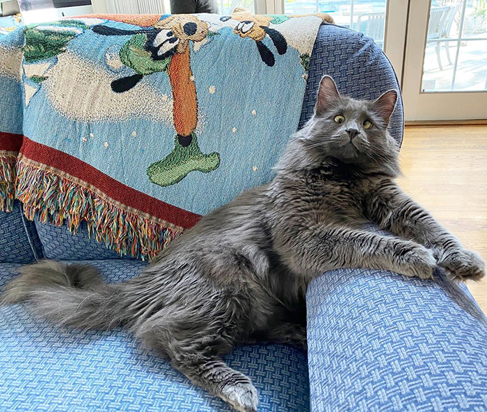 Meet Belarus, An Adorable Cross-Eyed Kitten That's Stealing Everyone's Hearts Meet Belarus, An Adorable Cross-Eyed Kitten That's Stealing Everyone's Hearts