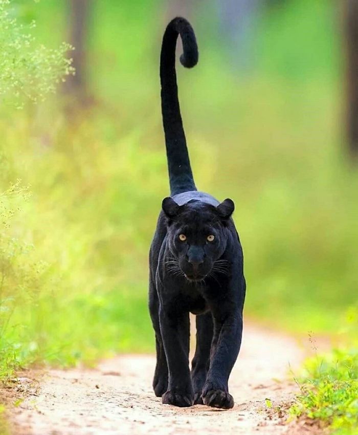 Someone Notices That Panthers Are Just XXXL Sized Black Cats, Compares Them In 16 Photos Someone Notices That Panthers Are Just XXXL Sized Black Cats, Compares Them In 16 Photos