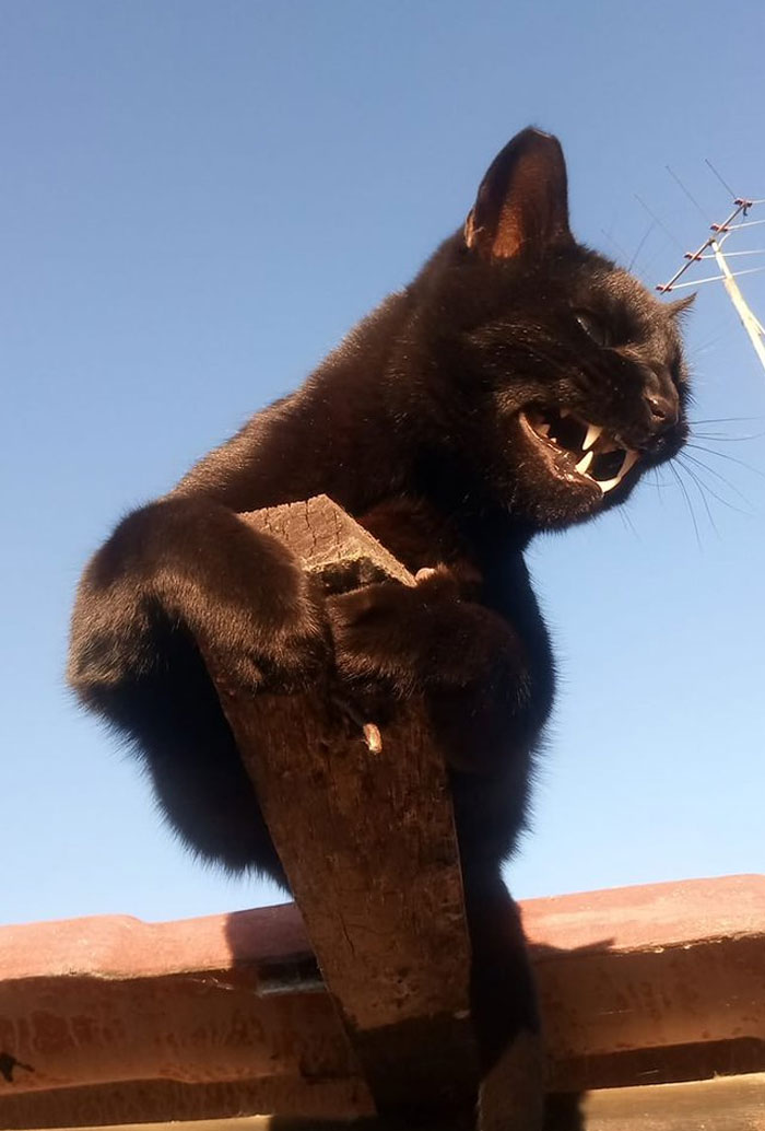 Someone Notices That Panthers Are Just XXXL Sized Black Cats, Compares Them In 16 Photos Someone Notices That Panthers Are Just XXXL Sized Black Cats, Compares Them In 16 Photos