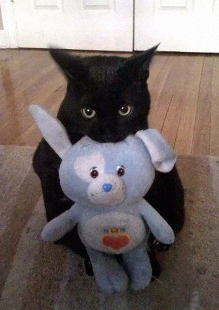 Someone Notices That Panthers Are Just XXXL Sized Black Cats, Compares Them In 16 Photos Someone Notices That Panthers Are Just XXXL Sized Black Cats, Compares Them In 16 Photos