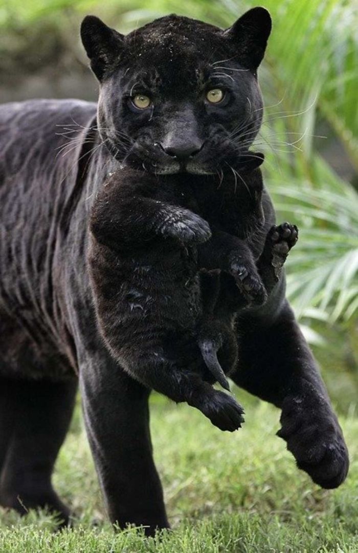 Someone Notices That Panthers Are Just XXXL Sized Black Cats, Compares Them In 16 Photos Someone Notices That Panthers Are Just XXXL Sized Black Cats, Compares Them In 16 Photos