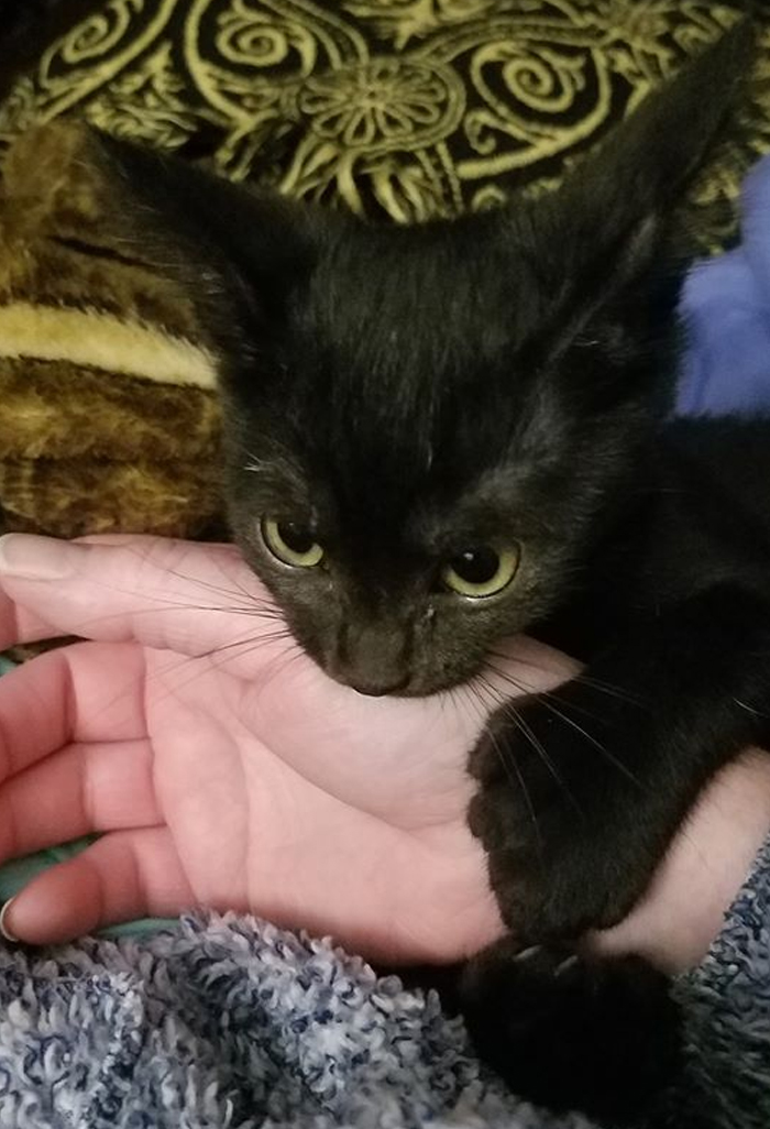 Someone Notices That Panthers Are Just XXXL Sized Black Cats, Compares Them In 16 Photos Someone Notices That Panthers Are Just XXXL Sized Black Cats, Compares Them In 16 Photos