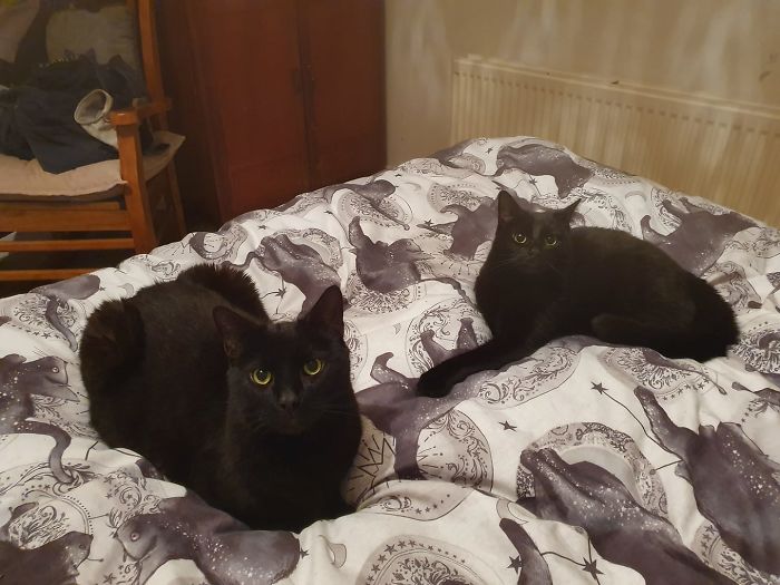 Someone Notices That Panthers Are Just XXXL Sized Black Cats, Compares Them In 16 Photos Someone Notices That Panthers Are Just XXXL Sized Black Cats, Compares Them In 16 Photos