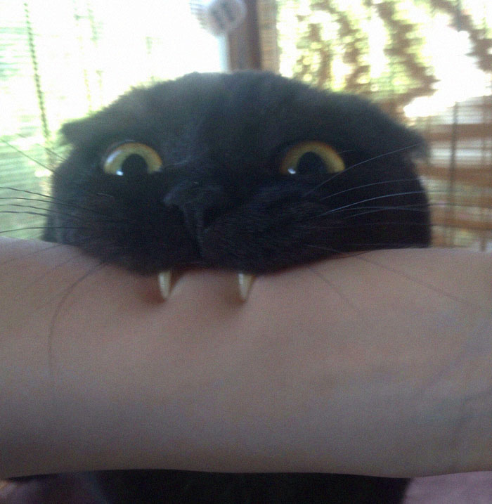 Someone Notices That Panthers Are Just XXXL Sized Black Cats, Compares Them In 16 Photos Someone Notices That Panthers Are Just XXXL Sized Black Cats, Compares Them In 16 Photos