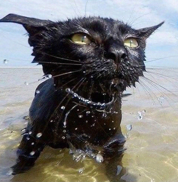 Someone Notices That Panthers Are Just XXXL Sized Black Cats, Compares Them In 16 Photos Someone Notices That Panthers Are Just XXXL Sized Black Cats, Compares Them In 16 Photos