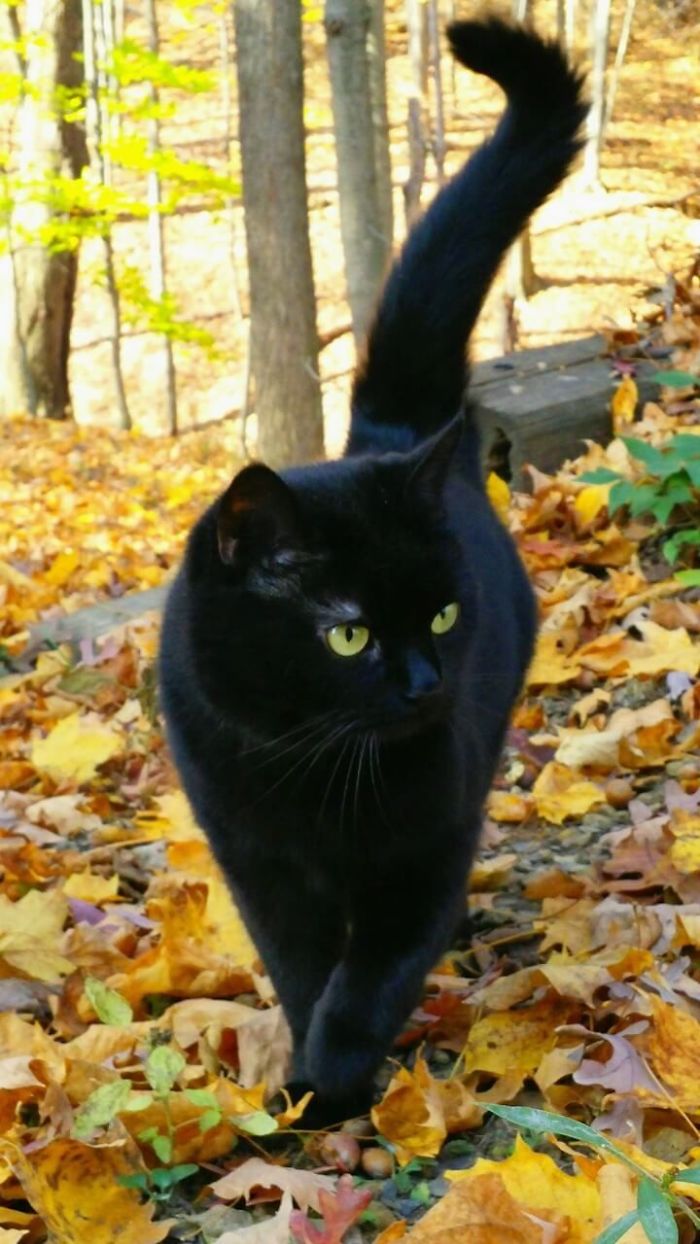 Someone Notices That Panthers Are Just XXXL Sized Black Cats, Compares Them In 16 Photos Someone Notices That Panthers Are Just XXXL Sized Black Cats, Compares Them In 16 Photos