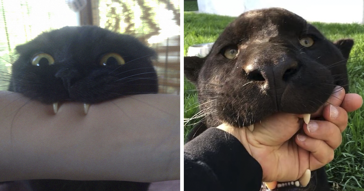 Карликовая пантера. Пума луна и ротвейлер. Пантера ивакта. Можно ли завести пантеру. Можно ли завести пантеру.