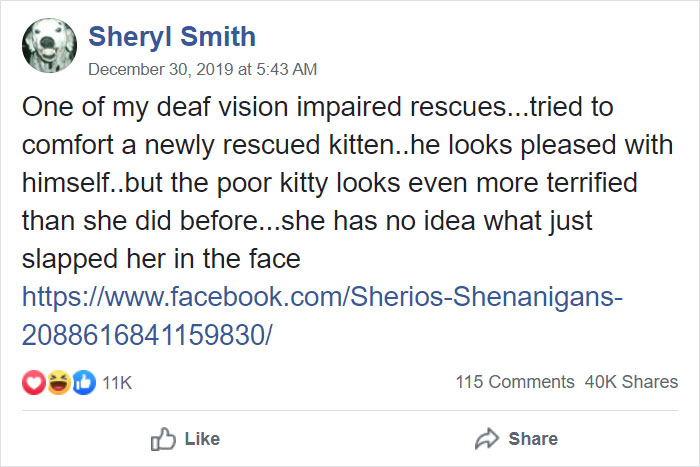This Adorable Blind And Deaf Dog Comforts Every Foster Pet That His Owner Brings Home And It's Wholesome This Adorable Blind And Deaf Dog Comforts Every Foster Pet That His Owner Brings Home And It's Wholesome