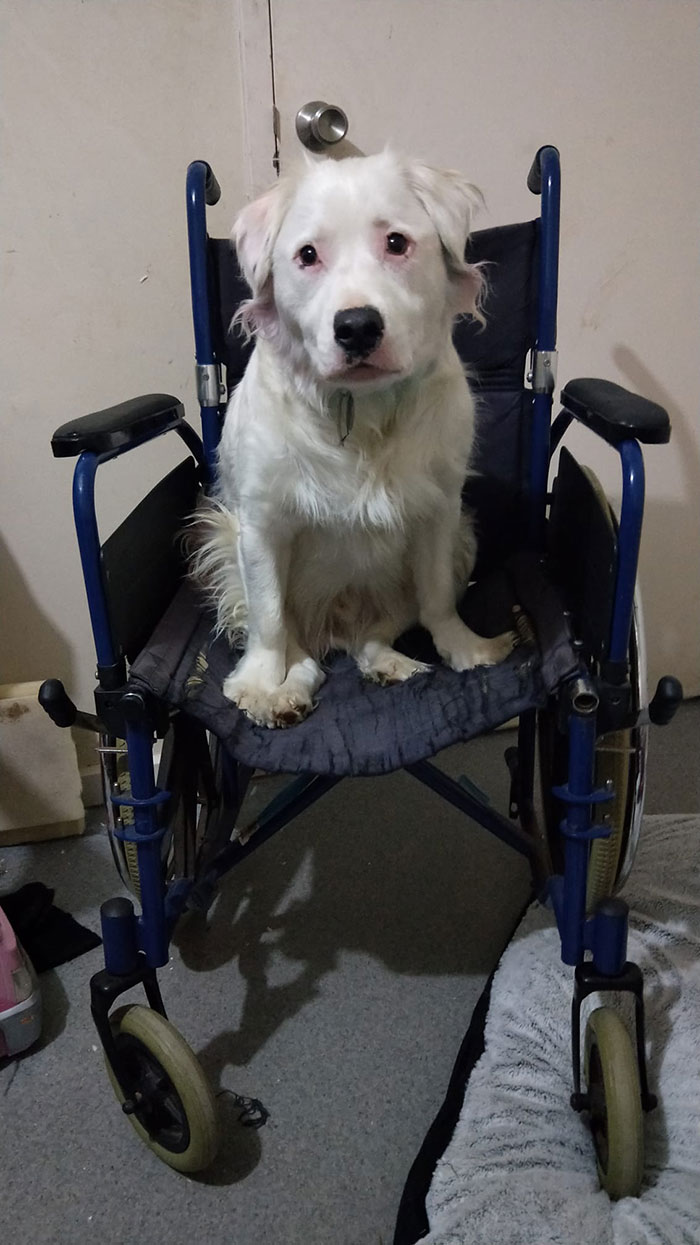 This Adorable Blind And Deaf Dog Comforts Every Foster Pet That His Owner Brings Home And It's Wholesome This Adorable Blind And Deaf Dog Comforts Every Foster Pet That His Owner Brings Home And It's Wholesome