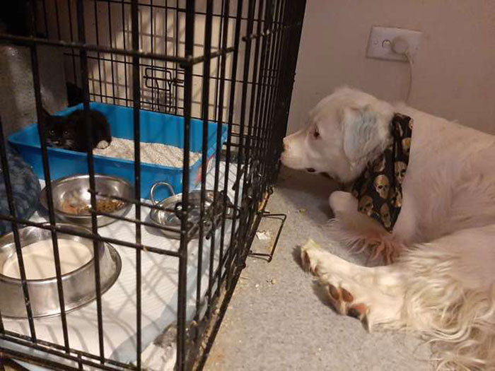 This Adorable Blind And Deaf Dog Comforts Every Foster Pet That His Owner Brings Home And It's Wholesome This Adorable Blind And Deaf Dog Comforts Every Foster Pet That His Owner Brings Home And It's Wholesome