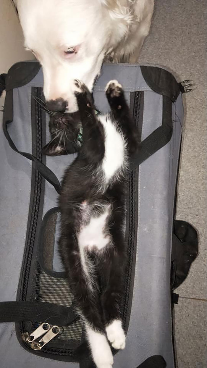 This Adorable Blind And Deaf Dog Comforts Every Foster Pet That His Owner Brings Home And It's Wholesome