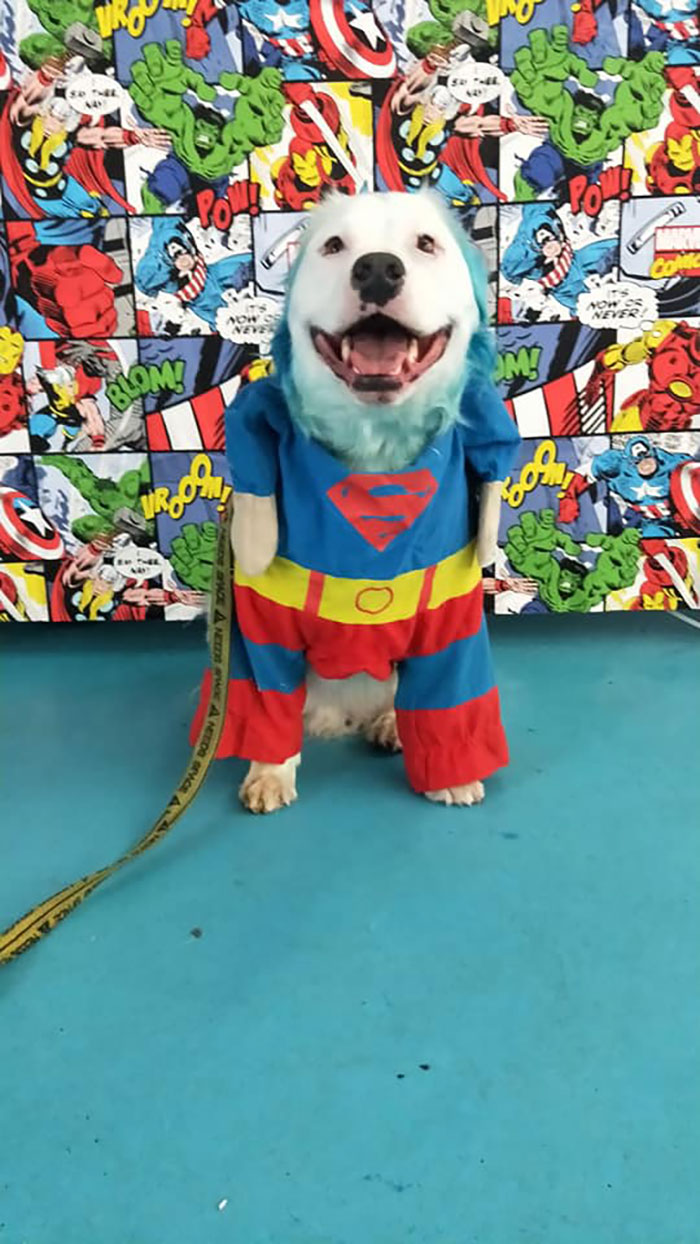 This Adorable Blind And Deaf Dog Comforts Every Foster Pet That His Owner Brings Home And It's Wholesome This Adorable Blind And Deaf Dog Comforts Every Foster Pet That His Owner Brings Home And It's Wholesome