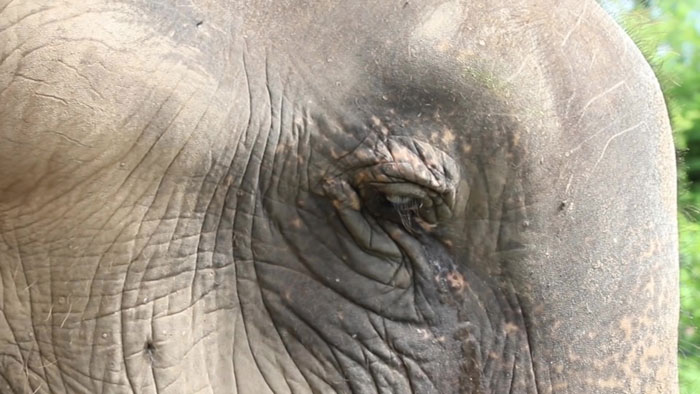 Blind Elephant Starts To Dance Once She Hears The Pianist Playing To Comfort Her Blind Elephant Starts To Dance Once She Hears The Pianist Playing To Comfort Her