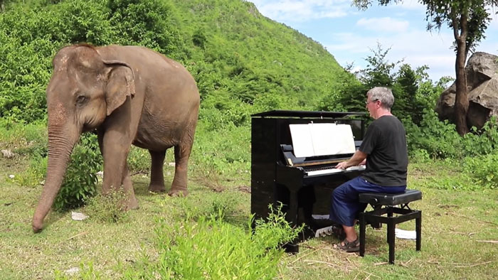 Blind Elephant Starts To Dance Once She Hears The Pianist Playing To Comfort Her Blind Elephant Starts To Dance Once She Hears The Pianist Playing To Comfort Her