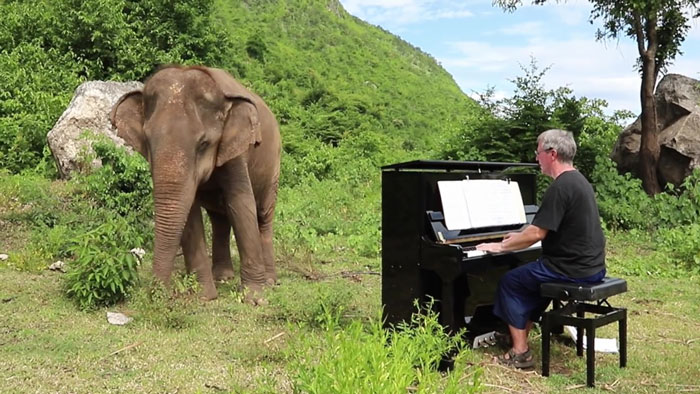 Blind Elephant Starts To Dance Once She Hears The Pianist Playing To Comfort Her Blind Elephant Starts To Dance Once She Hears The Pianist Playing To Comfort Her