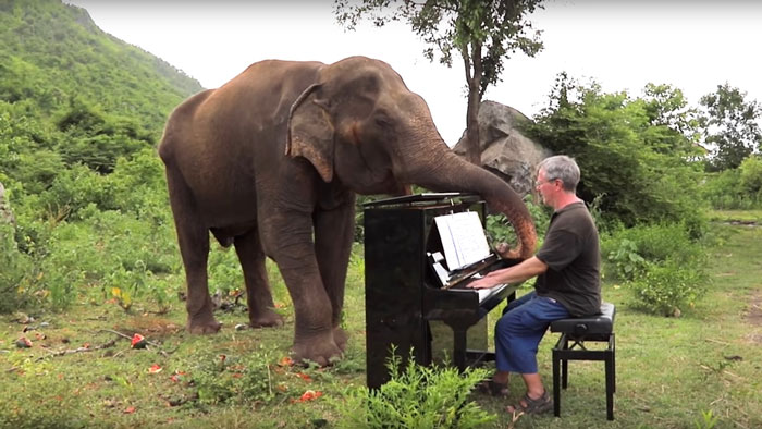 Blind Elephant Starts To Dance Once She Hears The Pianist Playing To Comfort Her Blind Elephant Starts To Dance Once She Hears The Pianist Playing To Comfort Her