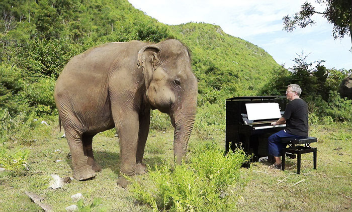 Blind Elephant Starts To Dance Once She Hears The Pianist Playing To Comfort Her Blind Elephant Starts To Dance Once She Hears The Pianist Playing To Comfort Her