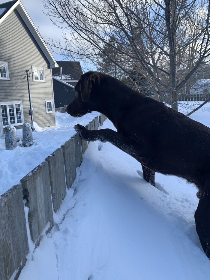 24 Hours In 30 Seconds: Timelapse Video Shows Snow Almost Reaching The Roof During A Blizzard In Canada 24 Hours In 30 Seconds: Timelapse Video Shows Snow Almost Reaching The Roof During A Blizzard In Canada