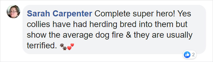 Dog Saves Flock Of Sheep From Australia&rsquo;s Raging Bushfires