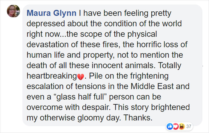 Dog Saves Flock Of Sheep From Australia&rsquo;s Raging Bushfires