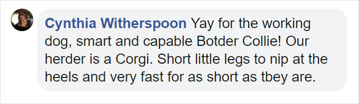 Dog Saves Flock Of Sheep From Australia&rsquo;s Raging Bushfires