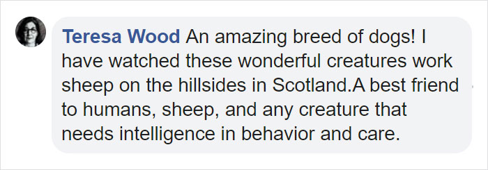 Dog Saves Flock Of Sheep From Australia&rsquo;s Raging Bushfires