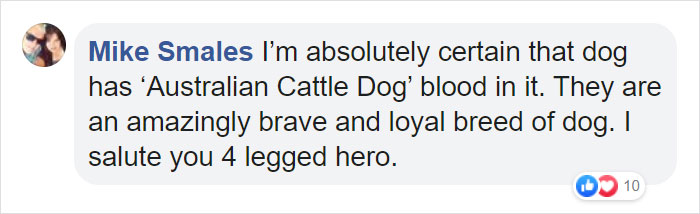 Dog Saves Flock Of Sheep From Australia&rsquo;s Raging Bushfires