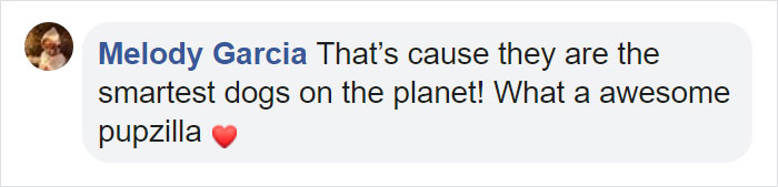 Dog Saves Flock Of Sheep From Australia&rsquo;s Raging Bushfires