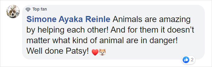 Dog Saves Flock Of Sheep From Australia&rsquo;s Raging Bushfires