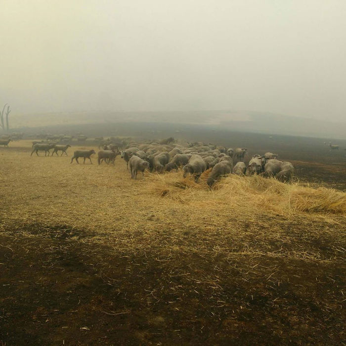 Dog Saves Flock Of Sheep From Australia&rsquo;s Raging Bushfires